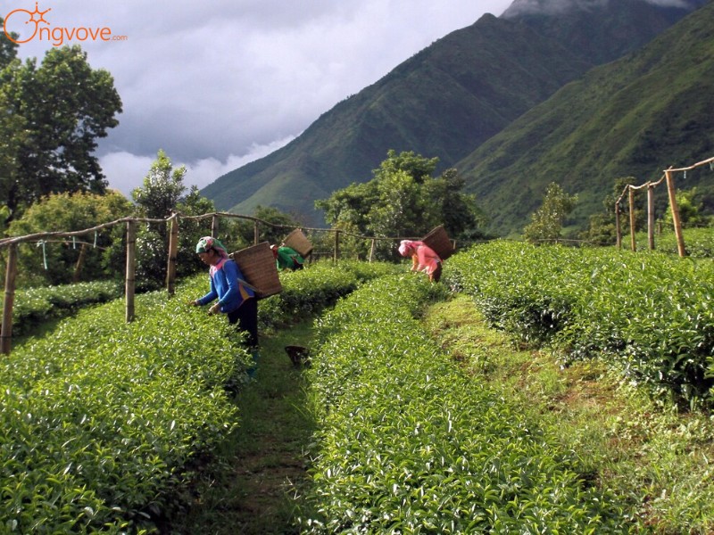 Kinh Tế cao nguyên Sìn Hồ Lai Châu 