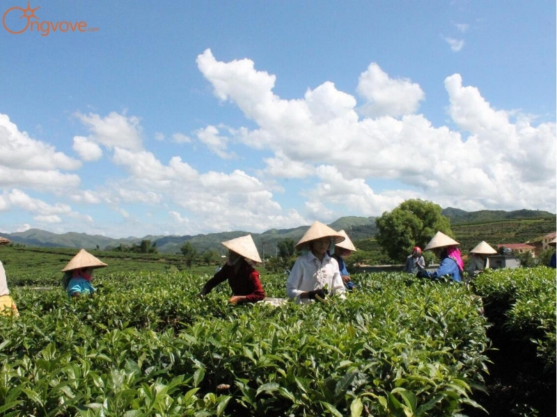Kinh Tế Đồi chè Tân Uyên Lai Châu Tự Túc
