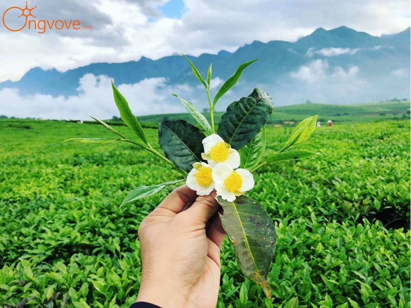 Ong Vò Vẽ Travel Chuyên Cung Cấp Thông Tin Tour, Địa Điểm Du Lịch Tại Đồi chè Tân Uyên Lai Châu Tự Túc