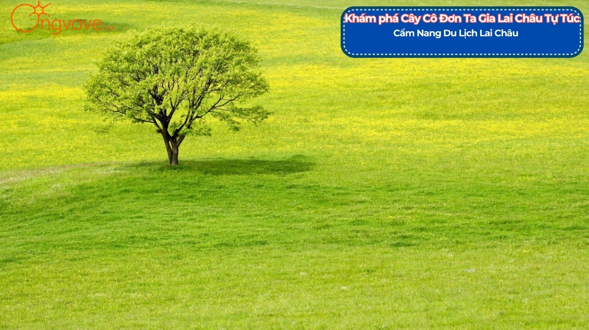 Cây Cô Đơn Ta Gia Lai Châu tự túc