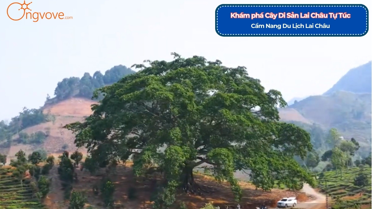 Cây Di Sản Lai Châu Tự Túc