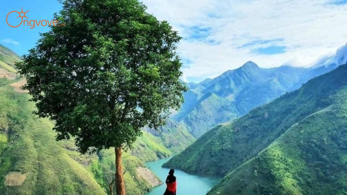 Cây cô đơn Tà Xùa Sơn La tự túc