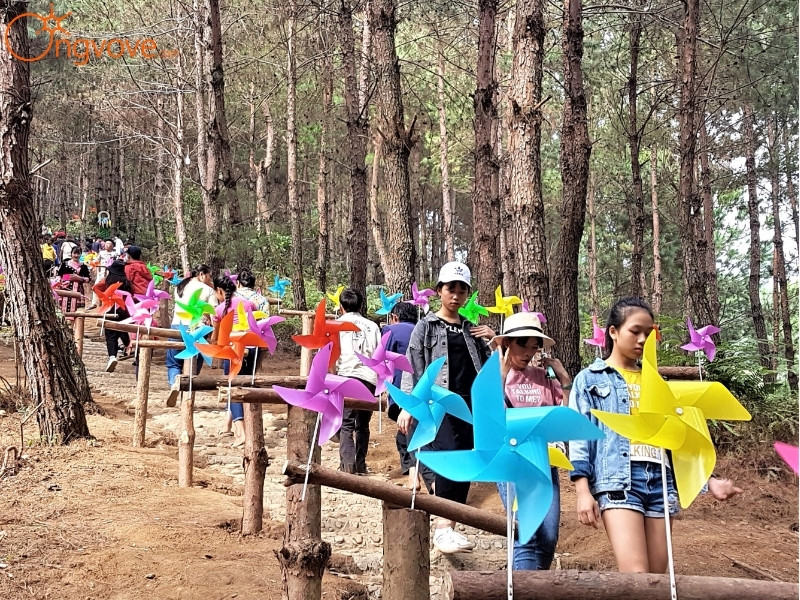 Đồi Thông Tả Lèng Huyện Tam Đường Lai Châu – Điểm Check-in Siêu Lãng Mạn