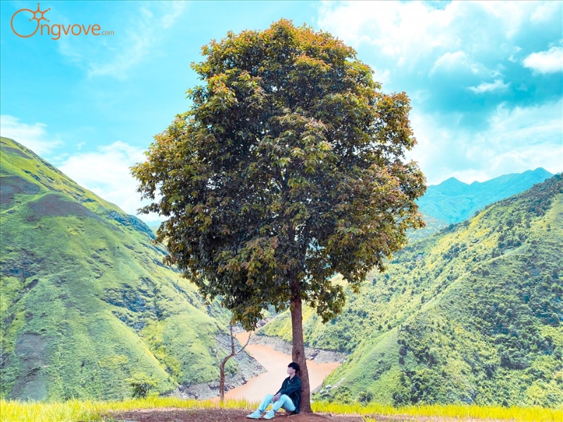 Giới Thiệu Về Cây Cô Đơn Tà Xùa