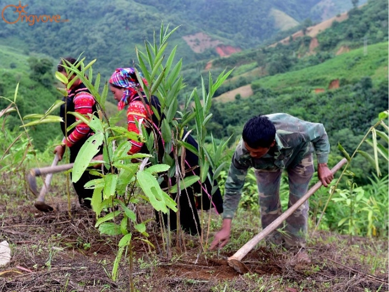 Kinh Tế Khu Bảo Tồn Thiên Nhiên Mường Tè Lai Châu