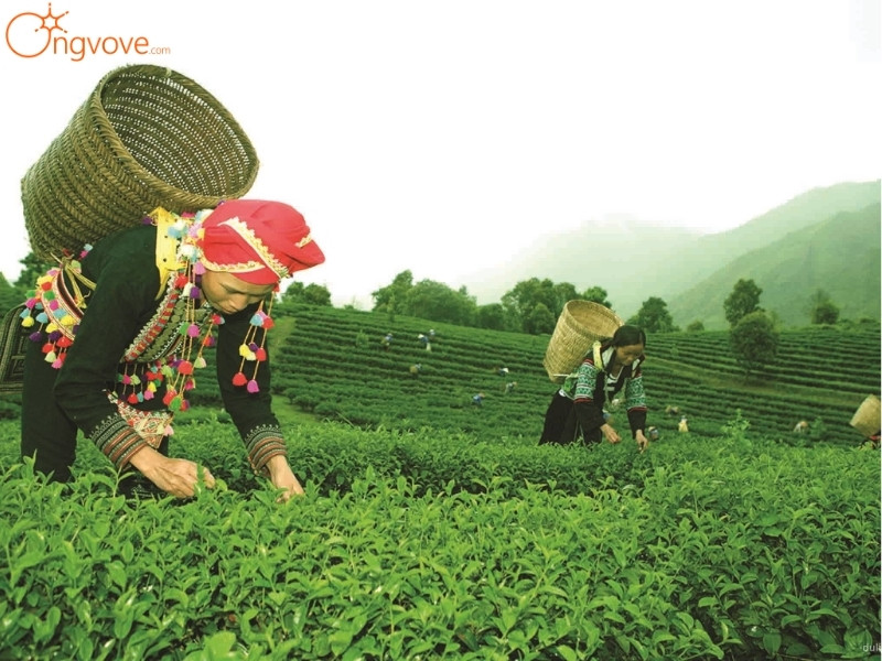 Kinh Tế Bản Nà Luồng Lai Châu : Nét Đẹp Nông Nghiệp Và Tiềm Năng Du Lịch