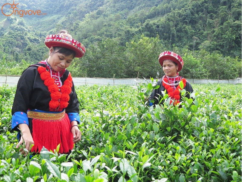 Kinh Tế Bản Phiêng Phát Lai Châu Tự Túc
