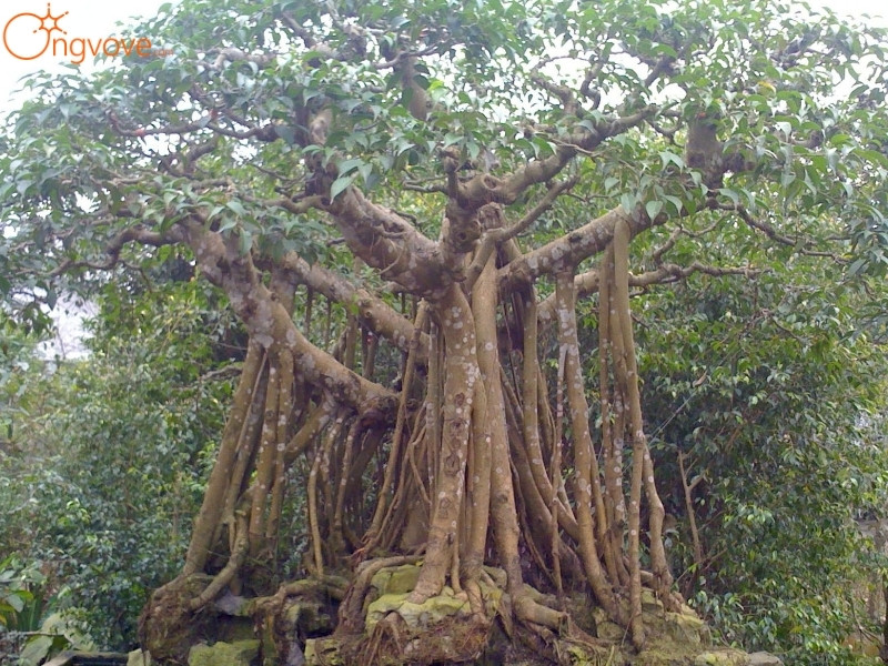 Lịch Sử Cây Di Sản Lai Châu: Chứng Nhân Của Thời Gian