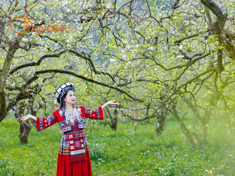 Mùa Hoa Mận Trắng: Thời Điểm Lý Tưởng Để Tham Quan