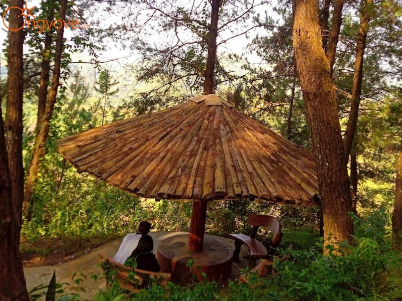 Ong Vò Vẽ Travel Chuyên Cung Cấp Thông Tin Tour, Địa Điểm Du Lịch Tại Đồi Thông Tả Lèng Huyện Tam Đường Lai Châu
