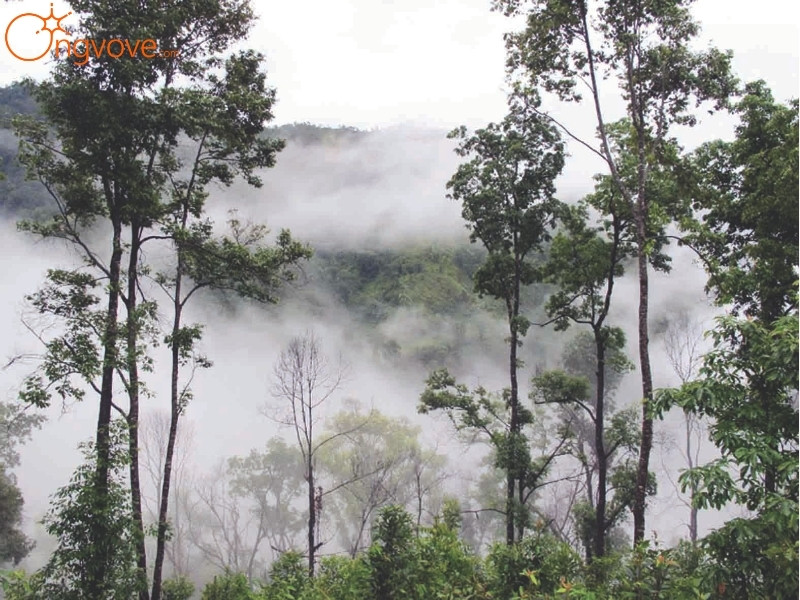 Ong Vò Vẽ Travel Chuyên Cung Cấp Thông Tin Tour, Địa Điểm Du Lịch Tại Khu Bảo Tồn Thiên Nhiên Mường Tè Lai Châu Tự Túc