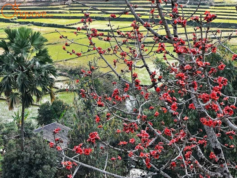 Ong Vò Vẽ Travel Chuyên Cung Cấp Thông Tin Tour, Địa Điểm Du Lịch Tại Bản Phiêng Phát Lai Châu Tự Túc