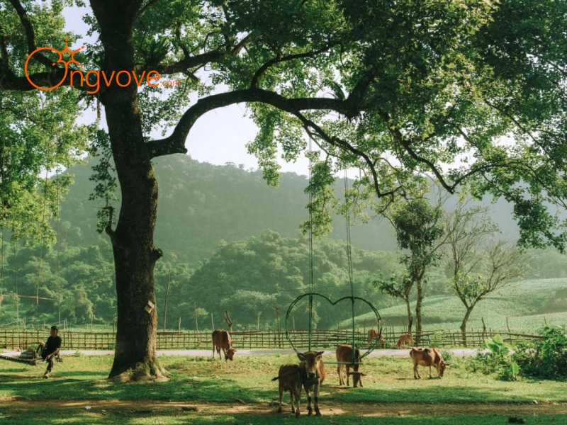 Sử dụng dịch vụ du lịch "Bãi Bùi Lạc Sơn Hòa Bình tự túc" tại nền tảng Ong Vò Vẽ Travel
