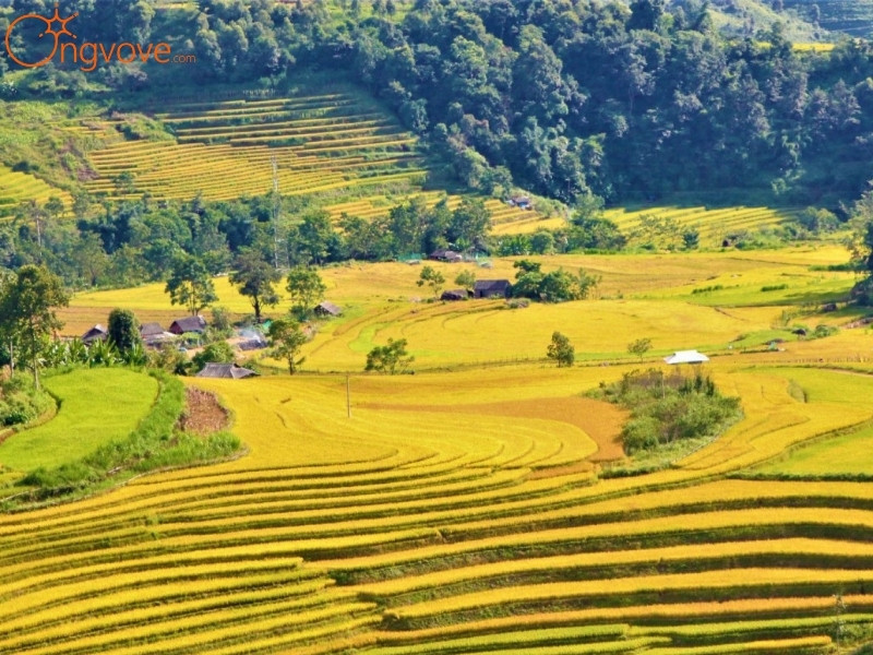 Mùa Đẹp Nhất Để Đến Đồi Thông Tả Lèng Huyện Tam Đường Lai Châu
