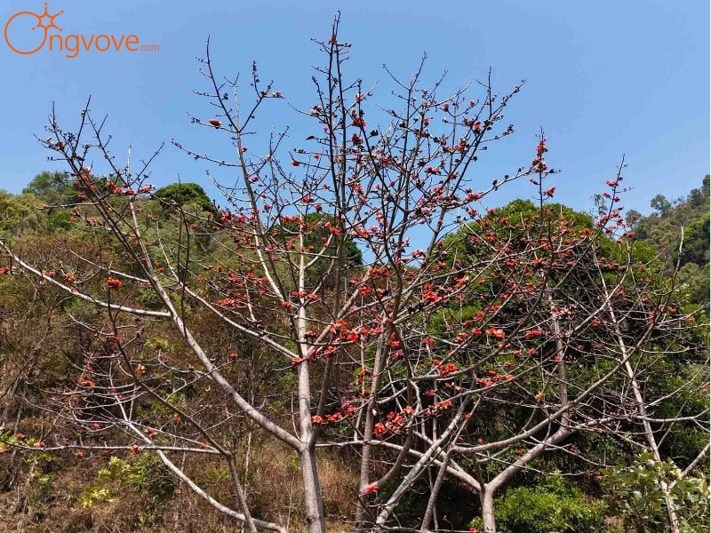 Thời Tiết Bản Phiêng Phát Lai Châu Tự Túc