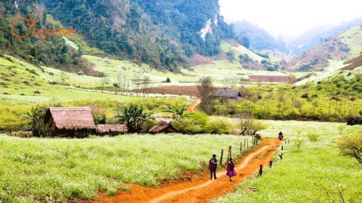 Thung lũng mận Pa Phách Sơn La tự túc