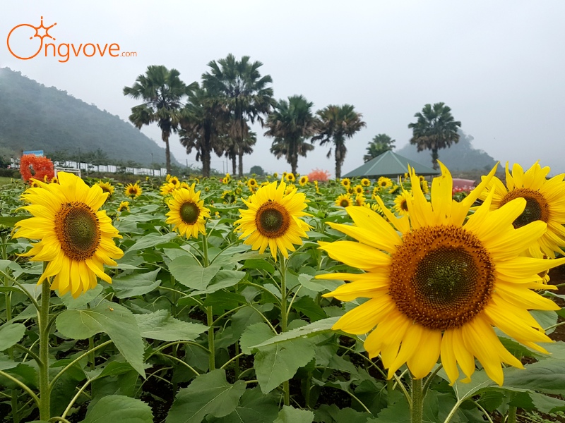 Tổng Quan Về Bình Nguyên Xanh Khai Trung Yên Bái
