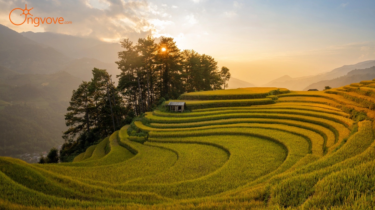 Khám Phá Mù Cang Chải Yên Bái Tự Túc