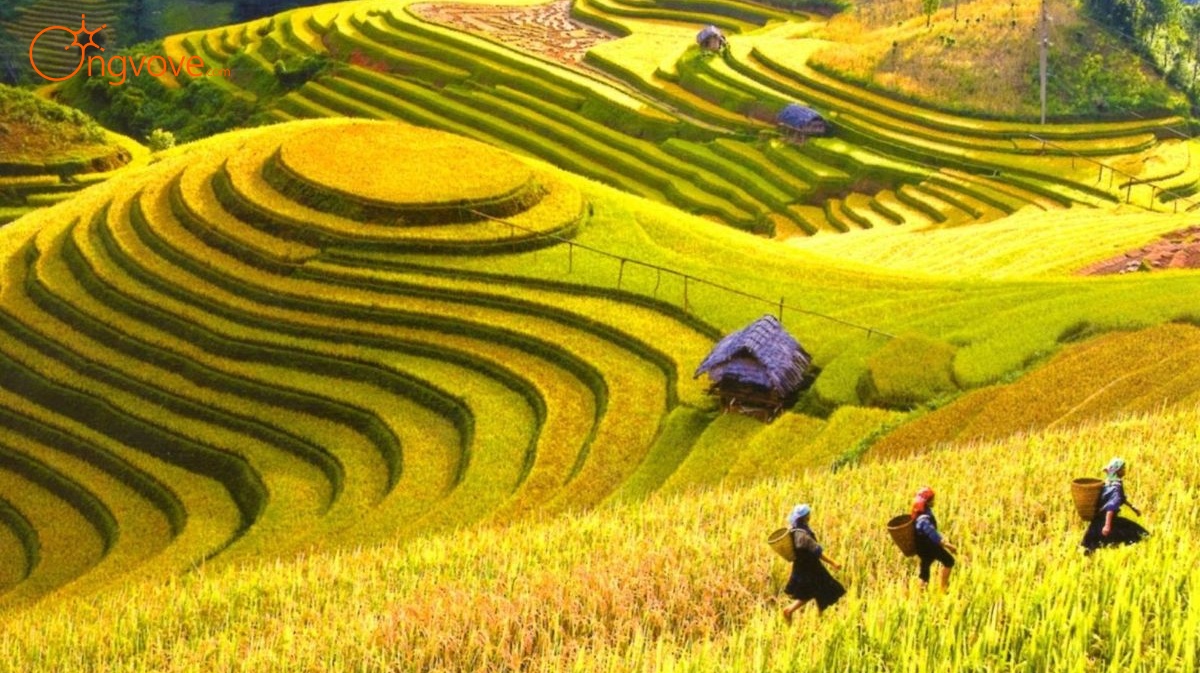 Khám Phá Vẻ Đẹp Cánh đồng Mường Lò Yên Bái tự túc