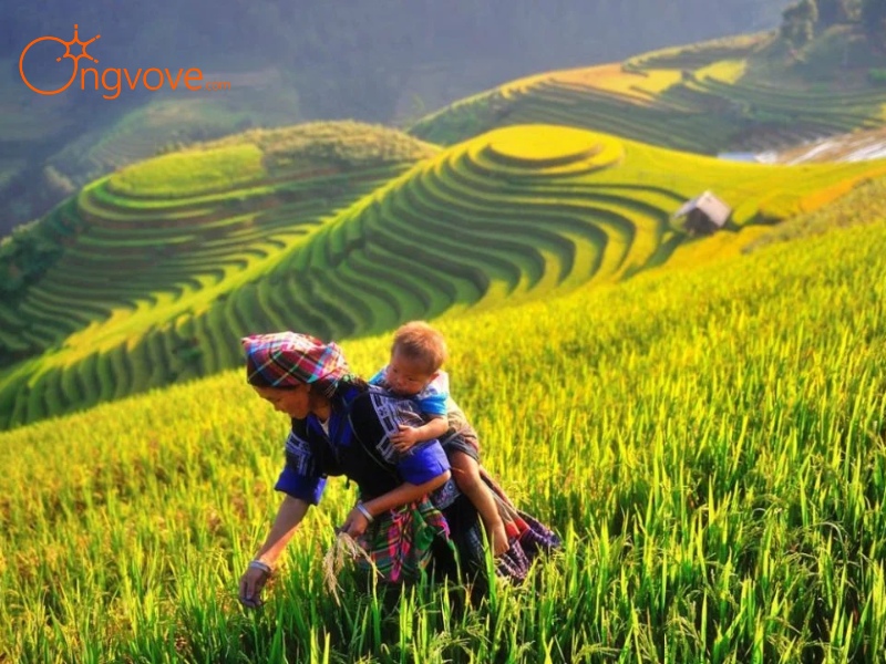 Giới Thiệu Cánh đồng Mường Lò Yên Bái