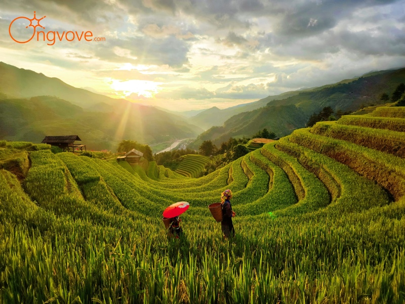 Giới Thiệu Mù Cang Chải Yên Bái