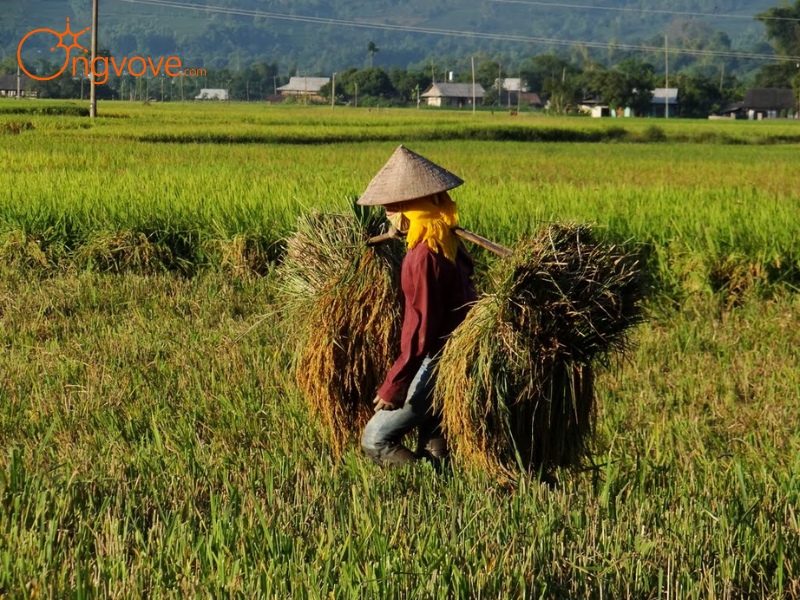 Những lưu ý khi tham quan cánh đồng Mường Lò Yên Bái 