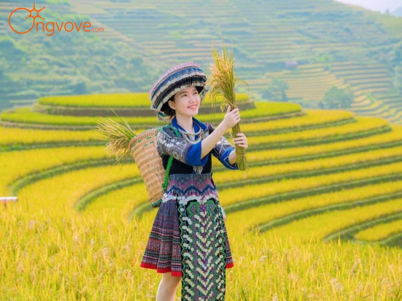 Ong Vò Vẽ Travel Chuyên Cung Cấp Thông Tin Tour, Địa Điểm Du Lịch Tại Mù Cang Chải Yên Bái tự túc