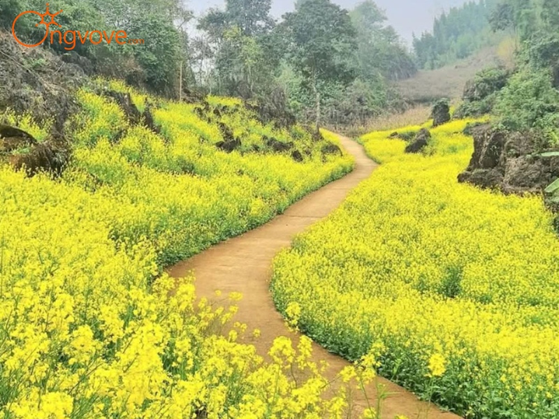 Ong Vò Vẽ Travel Chuyên Cung Cấp Thông Tin Tour, Địa Điểm Du Lịch Tại Suối Giàng Yên Bái Tự Túc