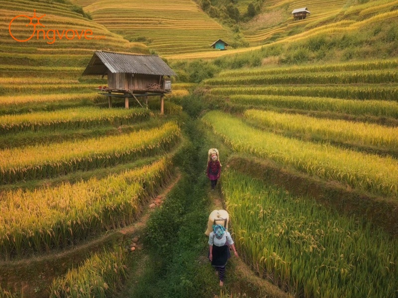 Thời Điểm Đẹp Nhất để tham quan Cánh đồng Mường Lò Yên Bái 