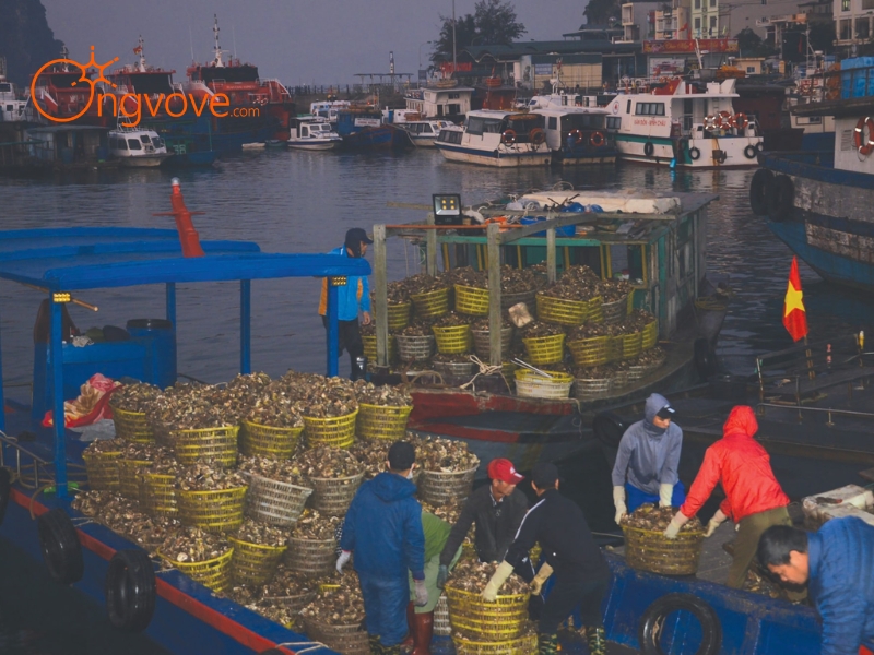 Ong Vò Vẽ Travel - Đơn Vị Chuyên Cung Cấp Thông Tin Tour, Địa Điểm Du Lịch Tại Chợ Cái Rồng Quảng Ninh  