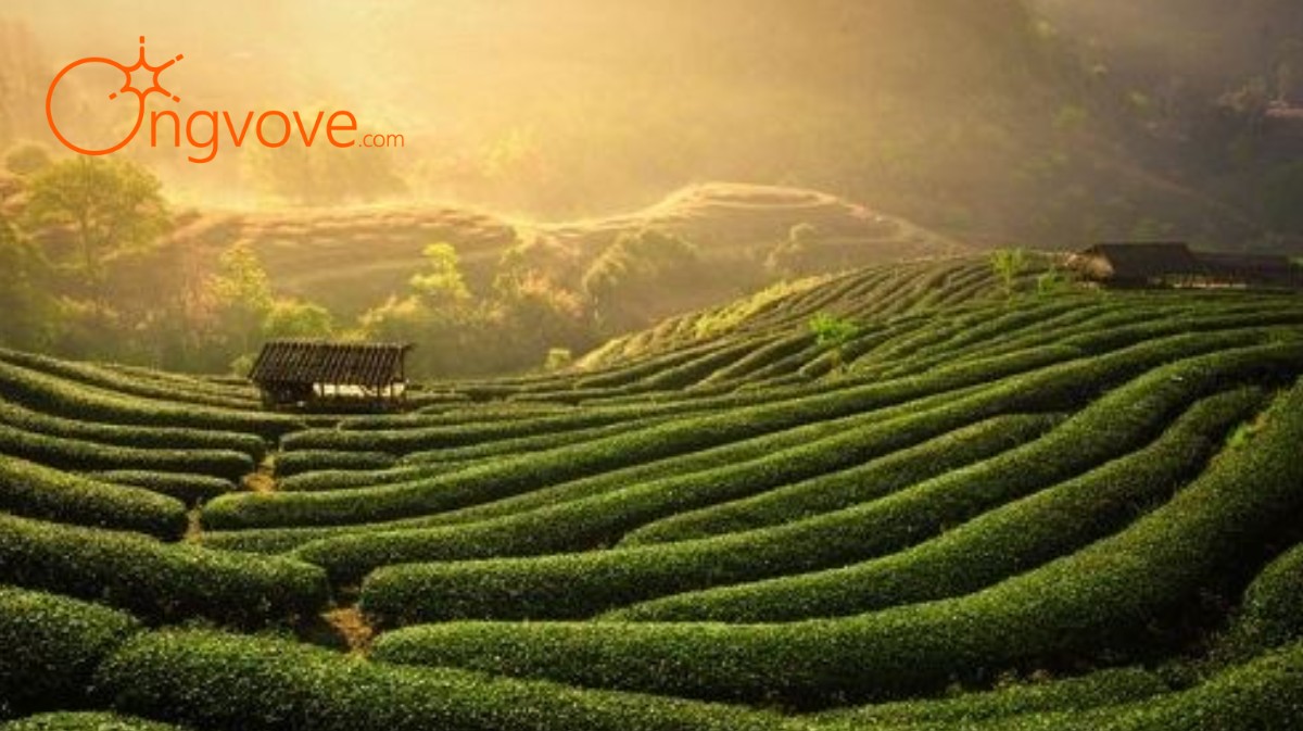 Đồi chè Tân Cương Thái Nguyên tự túc