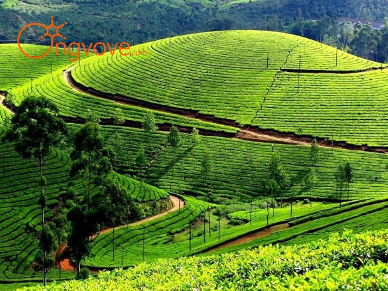Giới thiệu đôi nét về Đồi chè Tân Cương