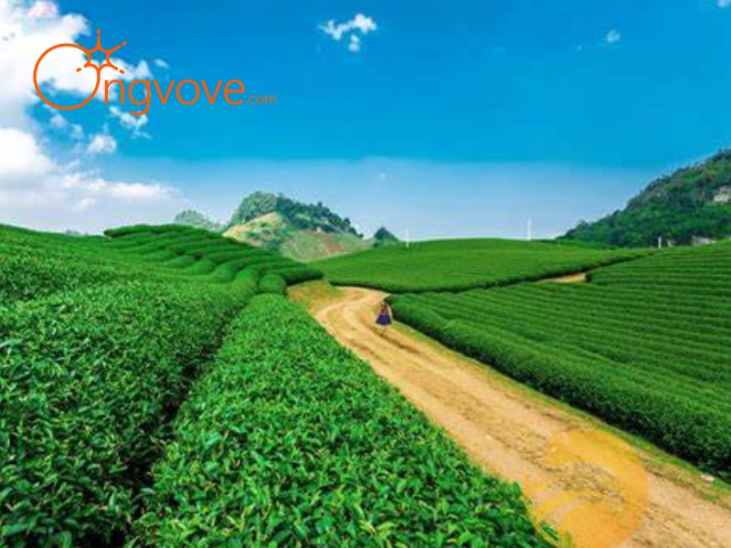 Ong Vò Vẽ Travel - Đơn vị chuyên cung cấp chuyến đi Đồi chè Tân Cương Thái Nguyên tự túc cho bạn
