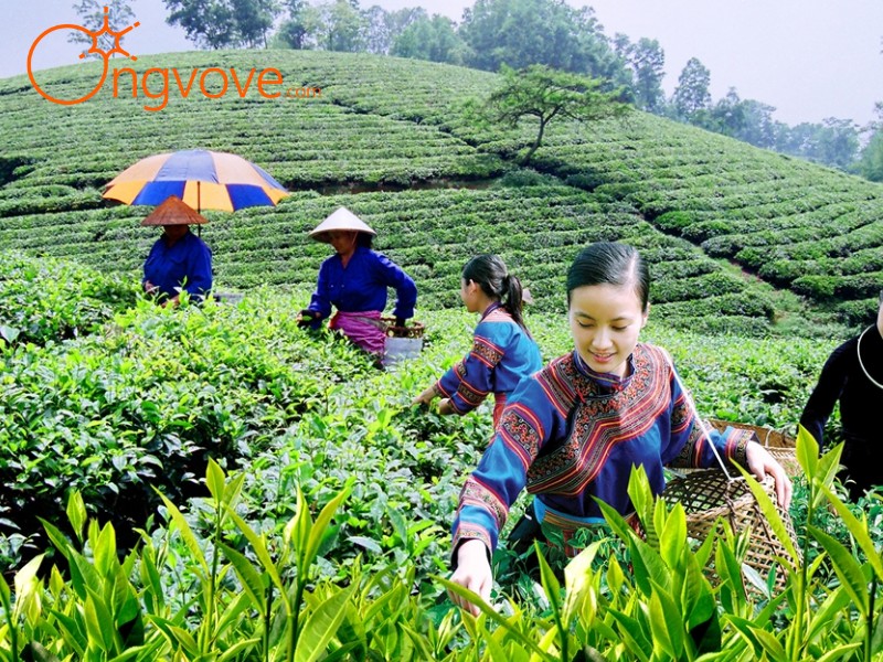Thăm quan Đồi chè Tân Cương Thái Nguyên chơi gì? Trải nghiệm gì?