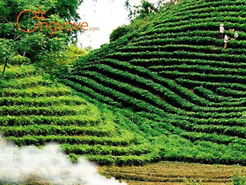 Thời điểm lý tưởng để thăm quan Đồi chè Tân Cương