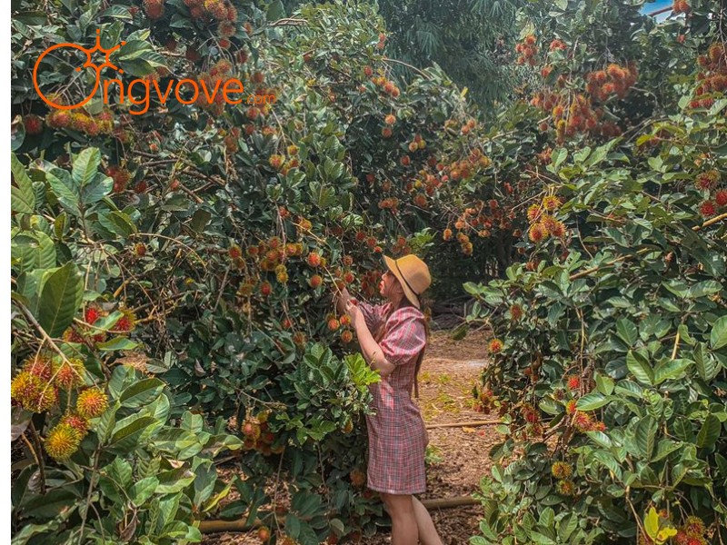 Vườn Trái Cây ÚT TIÊU long Khánh: Điểm Đến Không Thể Bỏ Lỡ Tại Long Khánh