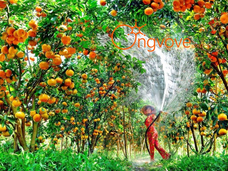 Cẩm Nang Kinh Nghiệm Du Lịch Vườn Trái Cây Dì 2 Đồng Nai Tự Túc