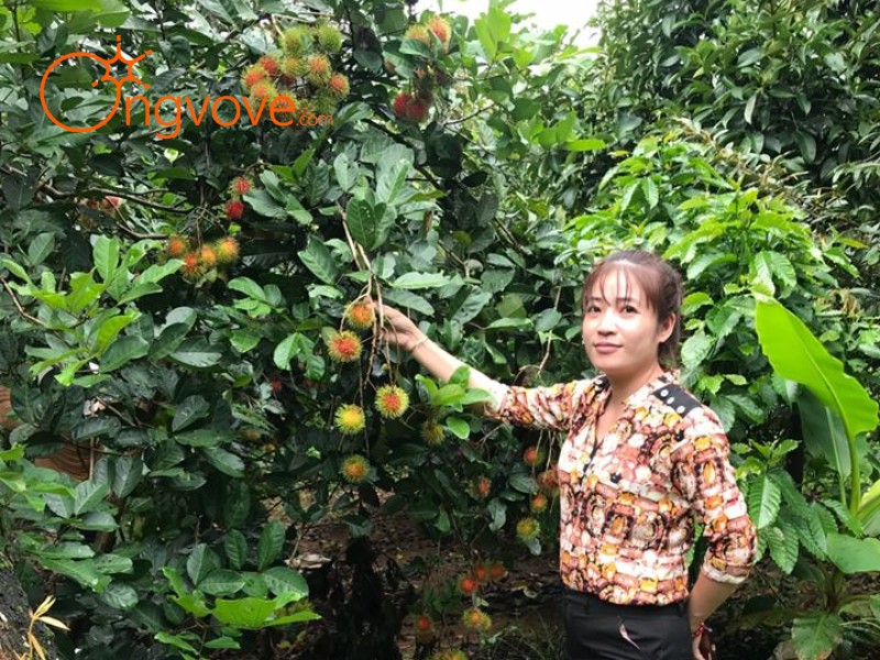 Du Lịch Vườn Chú Lộc La Đồng Nai Tự Túc: Cẩm Nang Từ A Đến Z