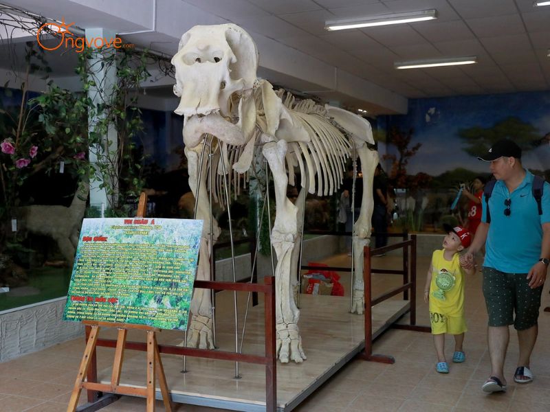Giới Thiệu Tổng Quan Về Bảo Tàng Sinh Vật - Thành Phố Hồ Chí Minh