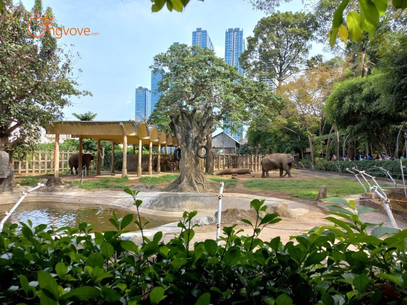 Giới Thiệu Tổng Quan Về Vườn Thú Saigon