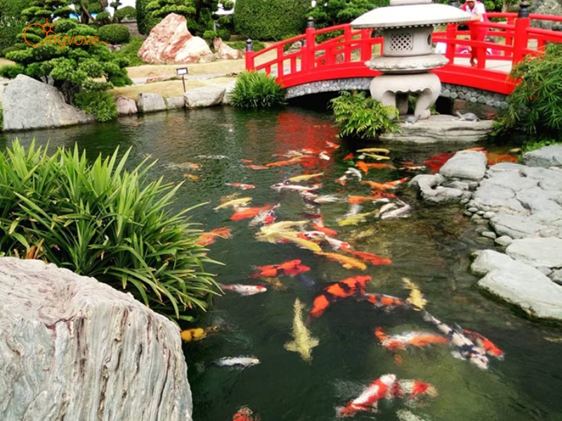 Kinh nghiệm đi Công viên Cá Koi Rin Rin Park từ Ong Vò Vẽ Travel
