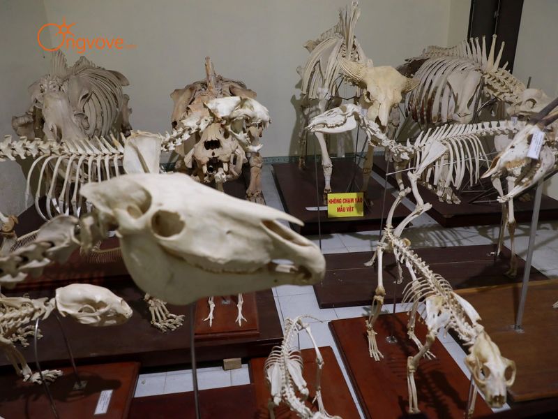 Lịch Sử Hình Thành Và Giá Trị Văn Hóa Của Bảo Tàng Sinh Vật - Thành Phố Hồ Chí Minh