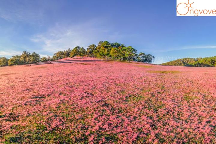 Tại sao lại có tên gọi là đồi cỏ hồng và cỏ tuyết ở Đà Lạt