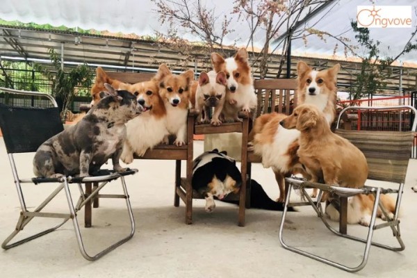 nông trại cún Puppy Farm