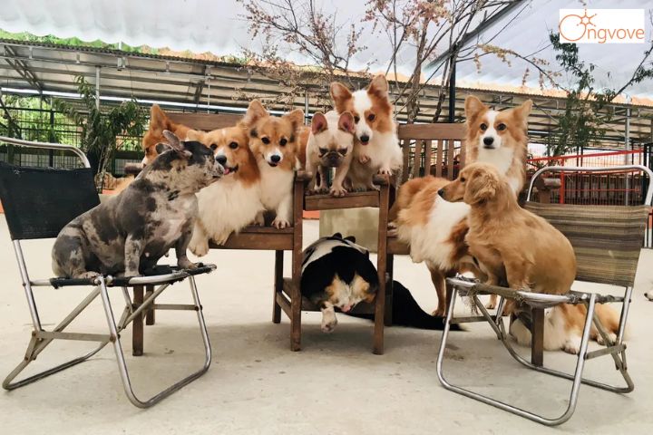 Trang trại chó ở Đà Lạt với rất nhiều giống chó đẹp