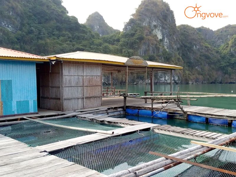 Ẩm Thực Làng Chài Vung Viêng Quảng Ninh Hương Vị Biển Cả