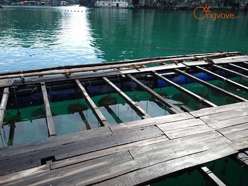 Những Lưu Ý Quan Trọng Khi Du Lịch Làng Chài Vung Viêng Quảng Ninh Tự Túc