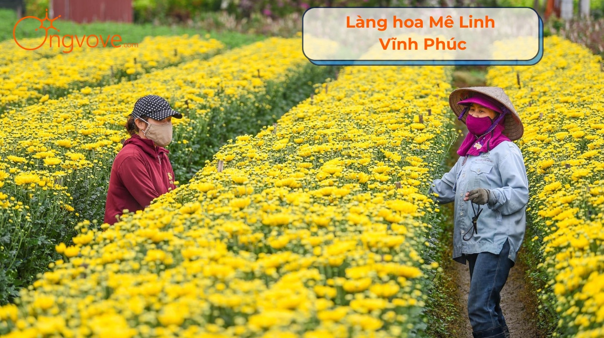 Làng hoa Mê Linh Vĩnh Phúc Tự Túc