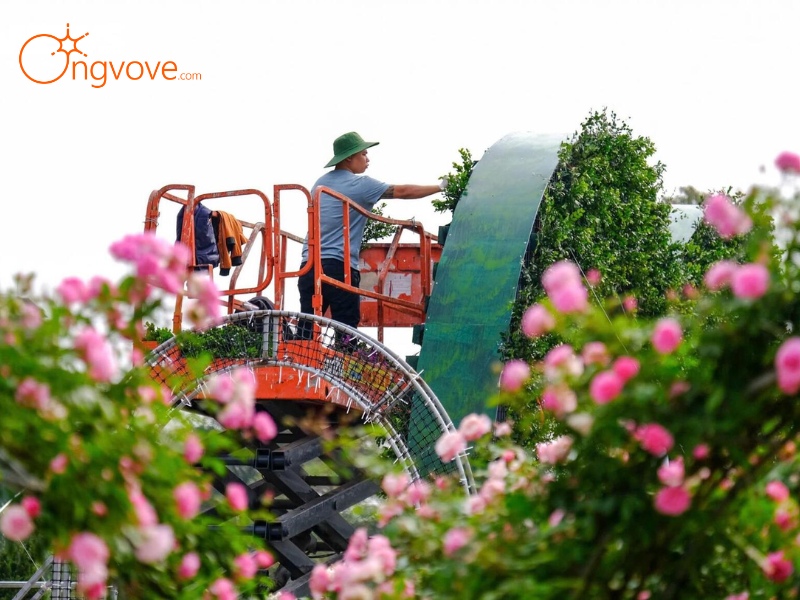 Kinh Tế Làng hoa Mê Linh Vĩnh Phúc