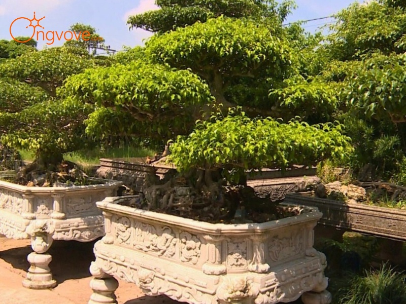 Kinh Tế Làng Vườn Bách Thuận Thái Bình: Quất Vàng "Ngự" Trên Đất Nghề